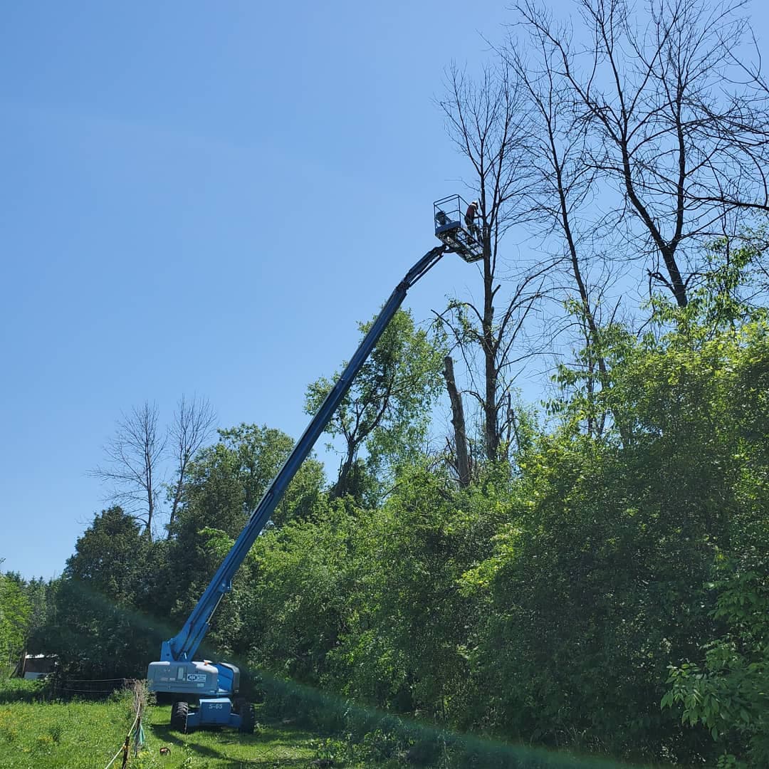 Arborist in aerial boom lift performing high-reach sectional removal of a dead ash at the woodlot edge