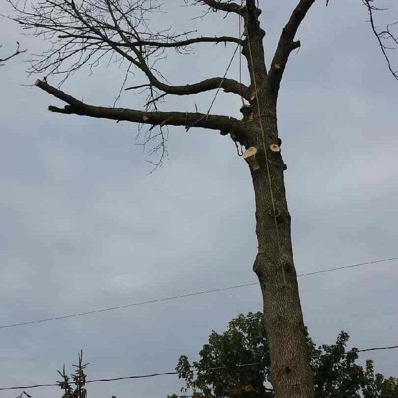 Rigging lines secured to a dead hardwood while sections are cut and lowered during controlled removal near overhead utility wires
