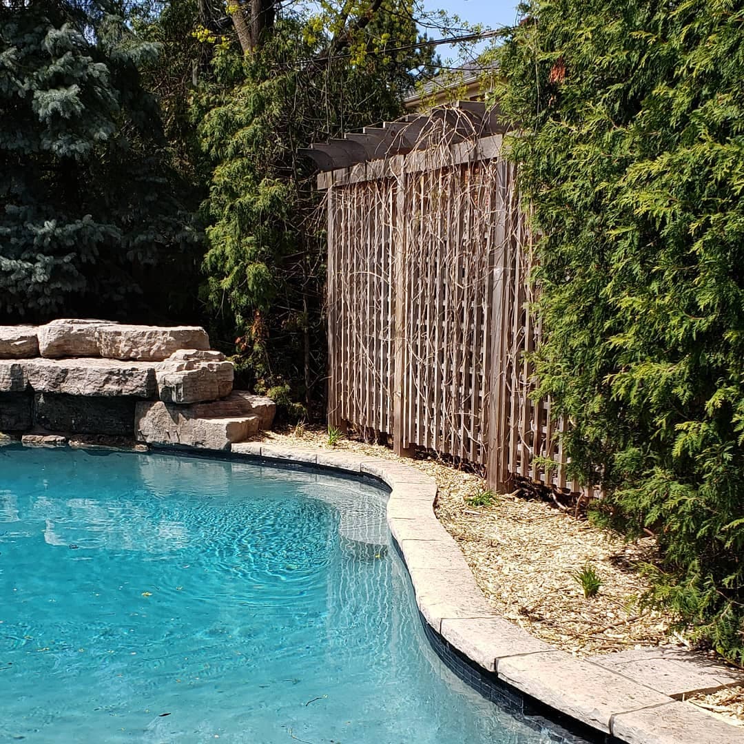 Poolside evergreens after selective pruning and debris cleanup around a rock-waterfall feature